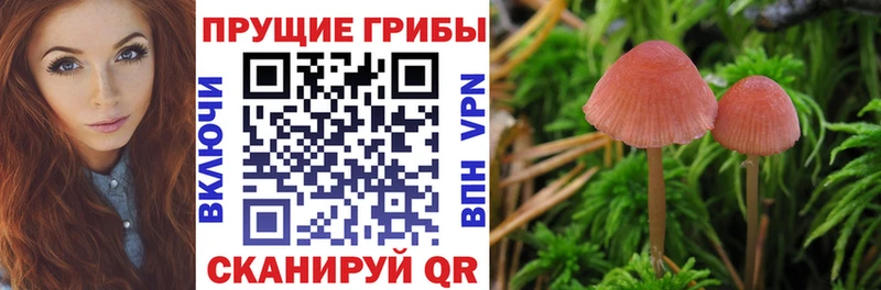 Псилоцибиновые грибы Psilocybe мега маркетплейс Безенчук купить